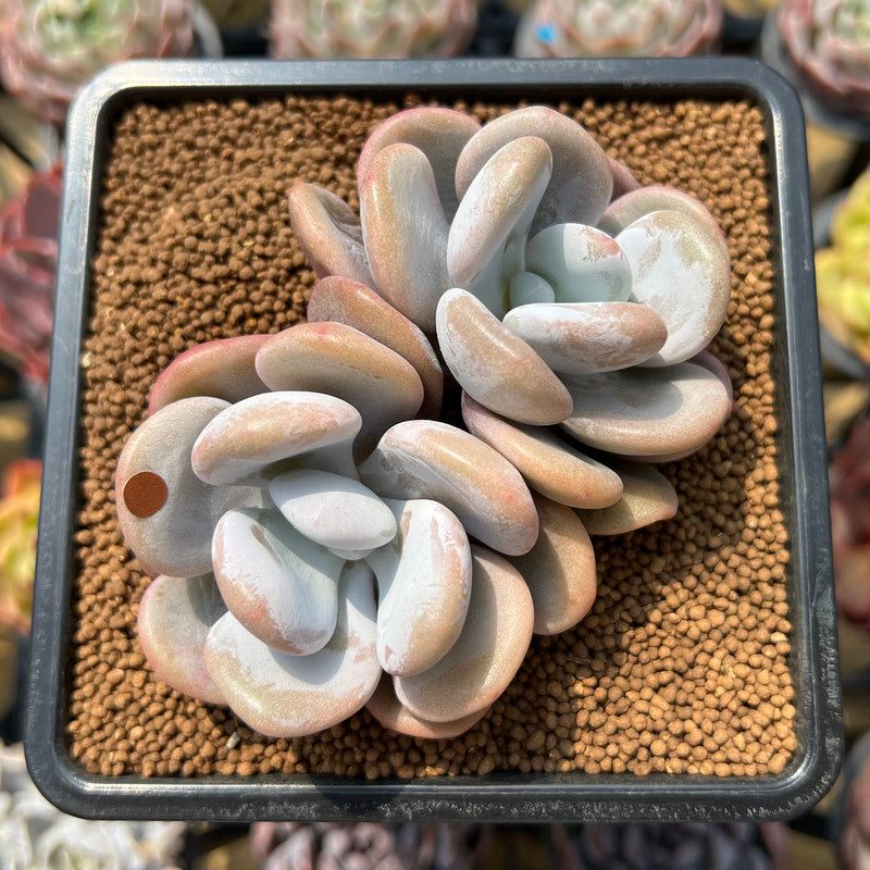 Graptoveria 'Lalla' 3" Cluster Succulent Plant Cutting