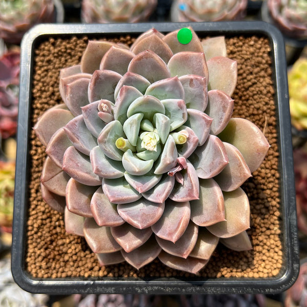 Pachyphytum Oviferum 'Moon Stone' x 'Hyalina' Hybrid 3" Succulent Plant