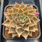 Echeveria 'Jade Star' Variegated/Mutated 4" Large Succulent Plant Cutting