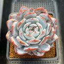 Echeveria 'Dyu Dyu' (듀듀) 4" Large Succulent Plant Cutting