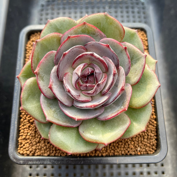 Echeveria 'Melodious' Round-Leaf 3" Succulent Plant Cutting