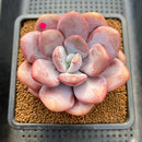 Graptoveria 'Lalla' 3"-4" Succulent Plant Cutting