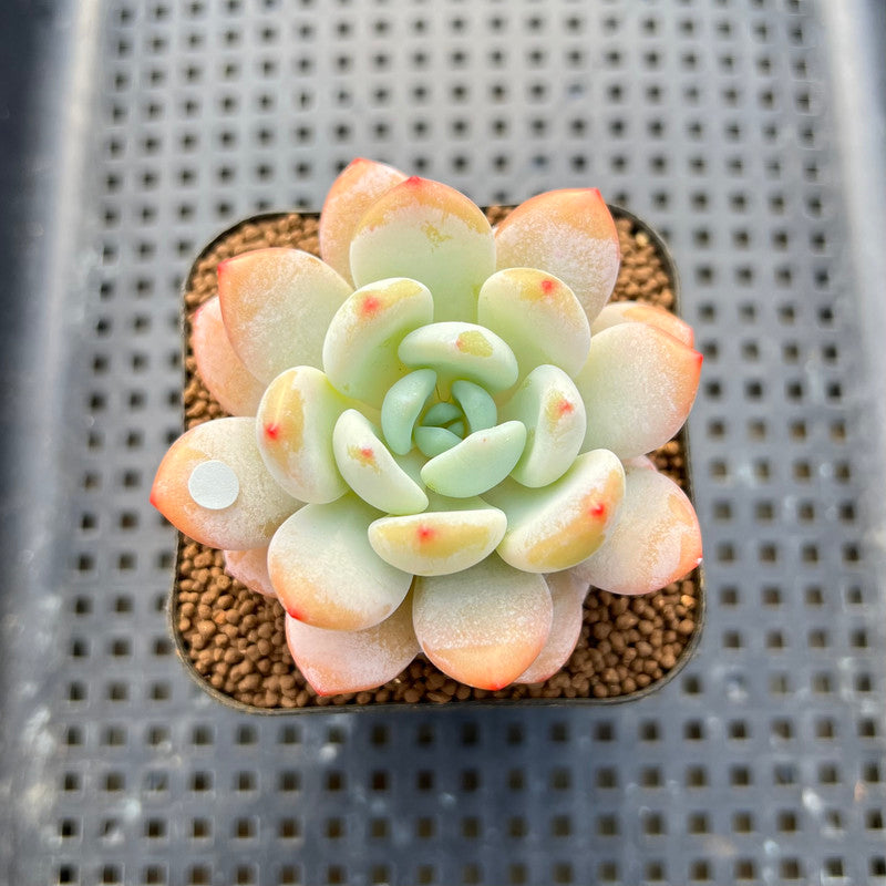 Echeveria 'White Angel' 2" Succulent Plant Cutting