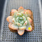 Echeveria 'White Angel' 2" Succulent Plant Cutting