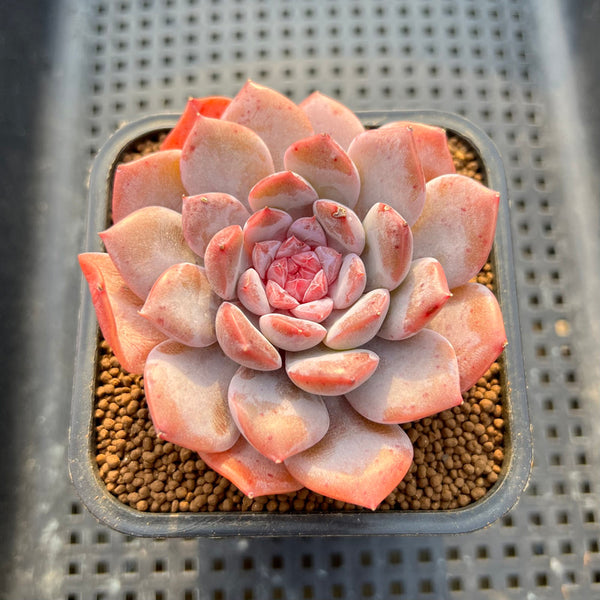 Echeveria 'Art Pink' 2" New Hybrid Succulent Plant Cutting