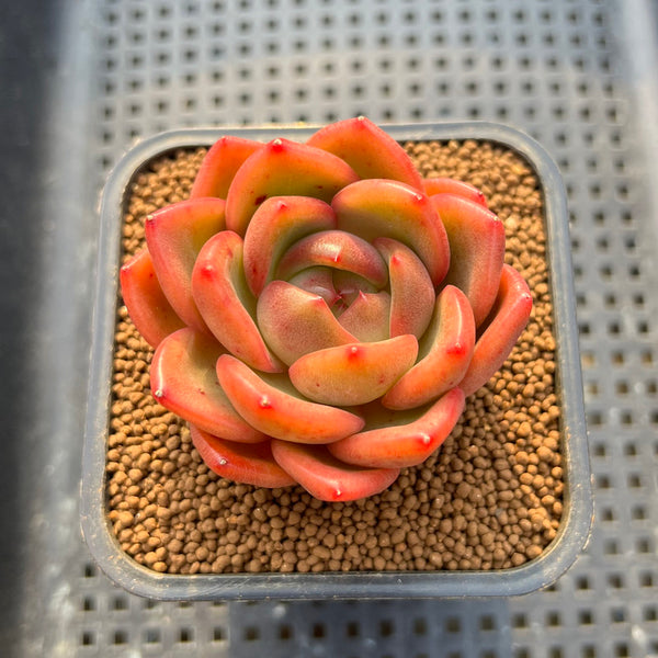 Echeveria 'Plön' 2" Succulent Plant Cutting