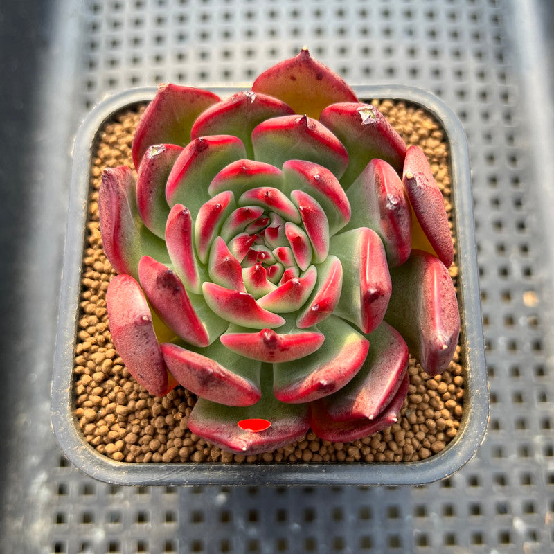 Echeveria 'Kingdom Boss' 2" Succulent Plant Cutting