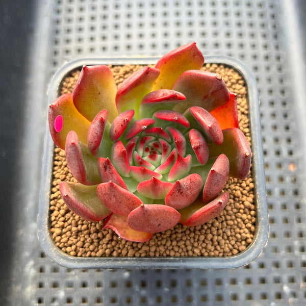 Echeveria 'Kingdom Boss' 2" Succulent Plant Cutting