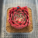 Echeveria 'Flamenco' 2" Succulent Plant Cutting