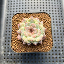 Echeveria 'Ruby Star' 2" Succulent Plant Cutting