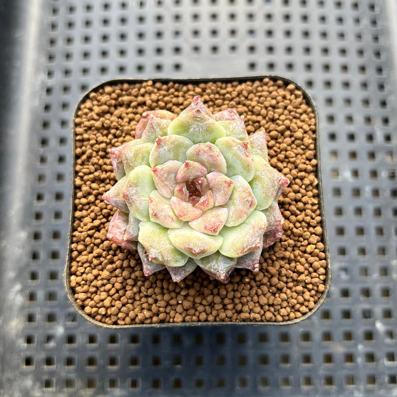 Echeveria 'Ruby Star' 2" Succulent Plant Cutting