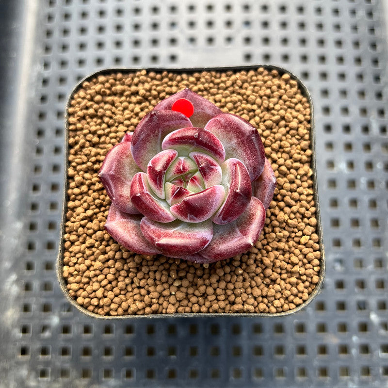 Echeveria 'Miss Hong' 1" New Hybrid Succulent Plant Cutting