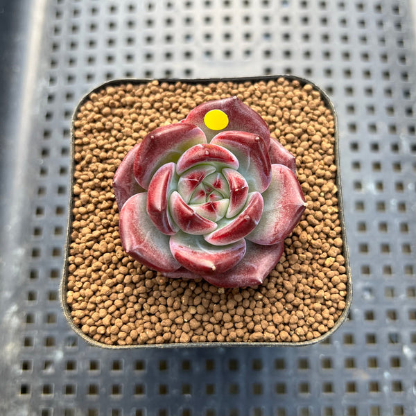 Echeveria 'Miss Hong' 1" New Hybrid Succulent Plant Cutting