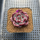 Echeveria 'Miss Hong' 1" New Hybrid Succulent Plant Cutting