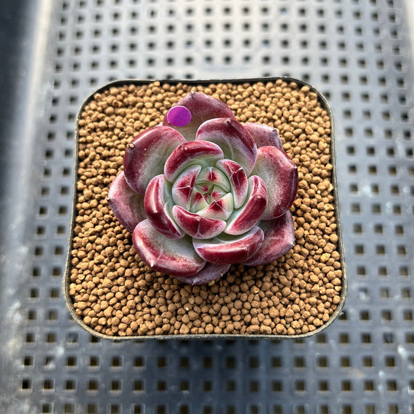 Echeveria 'Miss Hong' 1" New Hybrid Succulent Plant Cutting