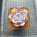 Echeveria 'Purple Look' 2" Succulent Plant Cutting