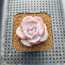 Echeveria 'Purple Look' 2" Succulent Plant Cutting