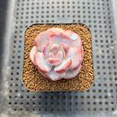 Echeveria 'Purple Look' 2" Succulent Plant Cutting