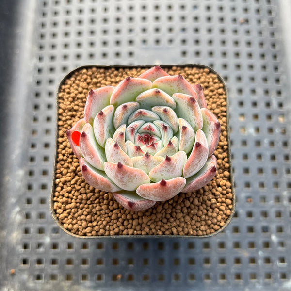 Echeveria 'Jackal' 2" Succulent Plant Cutting