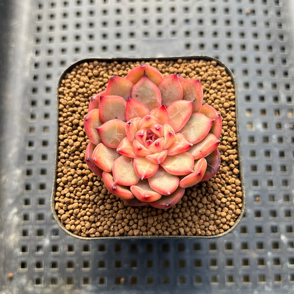 Echeveria 'Chrome Heart' 2" New Hybrid Succulent Plant Cutting