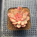 Echeveria 'Chrome Heart' 2" New Hybrid Succulent Plant Cutting