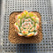 Echeveria 'Snow Flower' 2" Succulent Plant Cutting