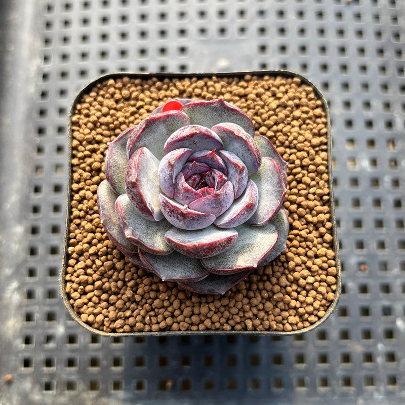 Echeveria 'Purple Oranda' 2" Succulent Plant Cutting