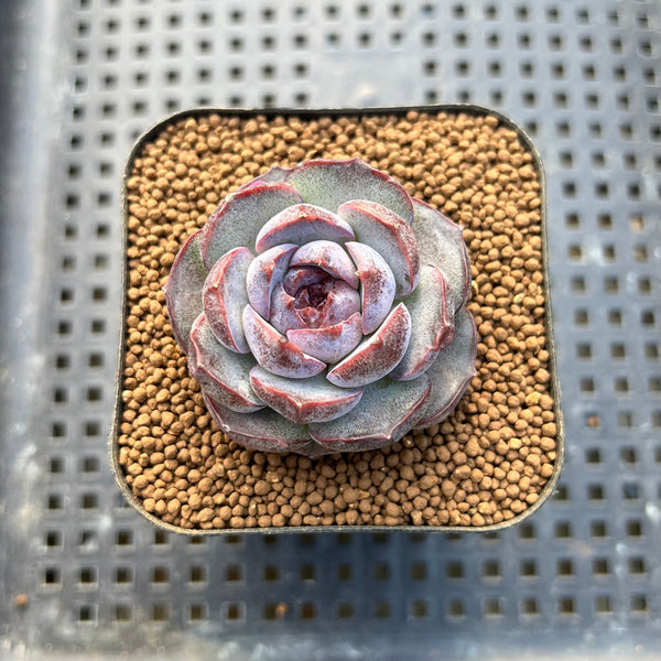 Echeveria 'Purple Oranda' 2" Succulent Plant Cutting