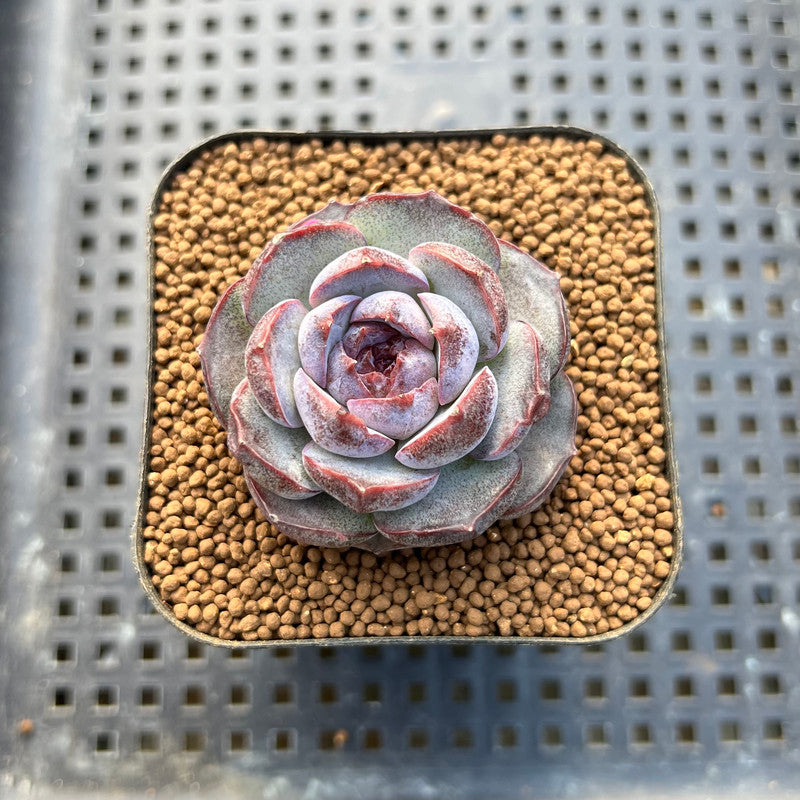 Echeveria 'Purple Oranda' 2" Succulent Plant Cutting