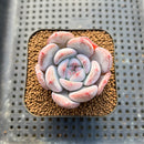 Echeveria 'Purple Look' 2" Succulent Plant Cutting