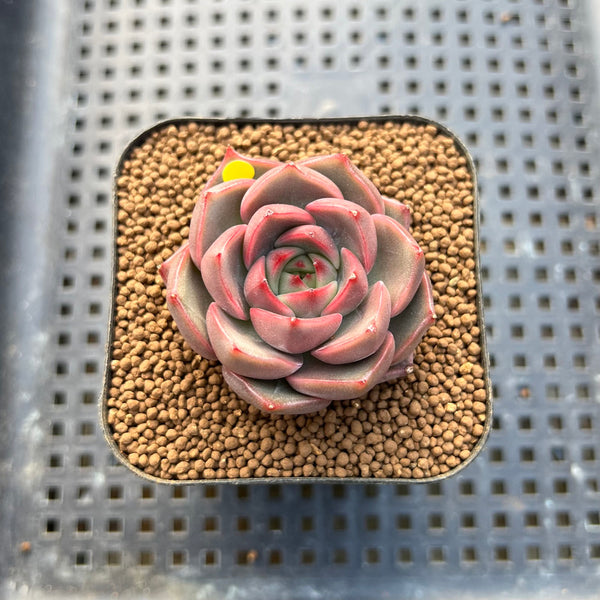 Echeveria 'Serenade' 2" Succulent Plant Cutting