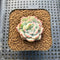 Echeveria Agavoides 'Queens Maria' Variegated 1"-2" Succulent Plant Cutting