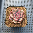 Echeveria 'Dark Pamela' Variegated 1"-2" Succulent Plant Cutting