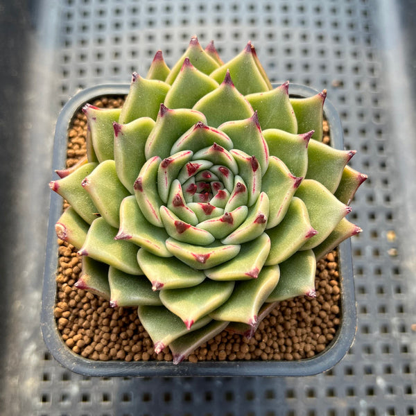 Echeveria 'Peter Pan' 2"-3" Succulent Plant Cutting