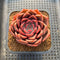 Echeveria 'Pinks' 2"-3" Succulent Plant Cutting