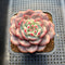 Echeveria 'Ariel' 2"-3" Succulent Plant Cutting