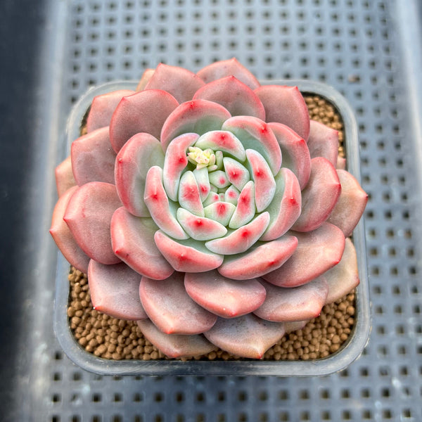 Echeveria 'Ariel' 2"-3" Succulent Plant Cutting