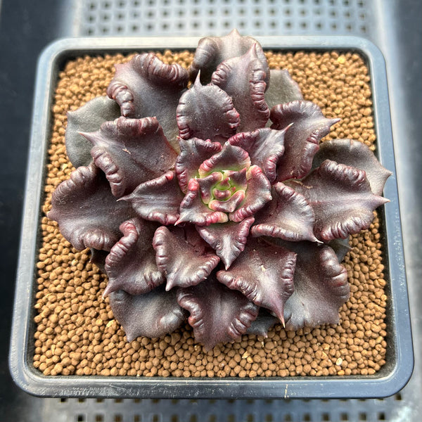 Echeveria 'Superbowl' 3" Succulent Plant Cutting