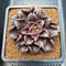 Echeveria 'Superbowl' 3" Succulent Plant Cutting