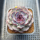 Echeveria 'Purple Oranda' 3"-4" Succulent Plant Cutting