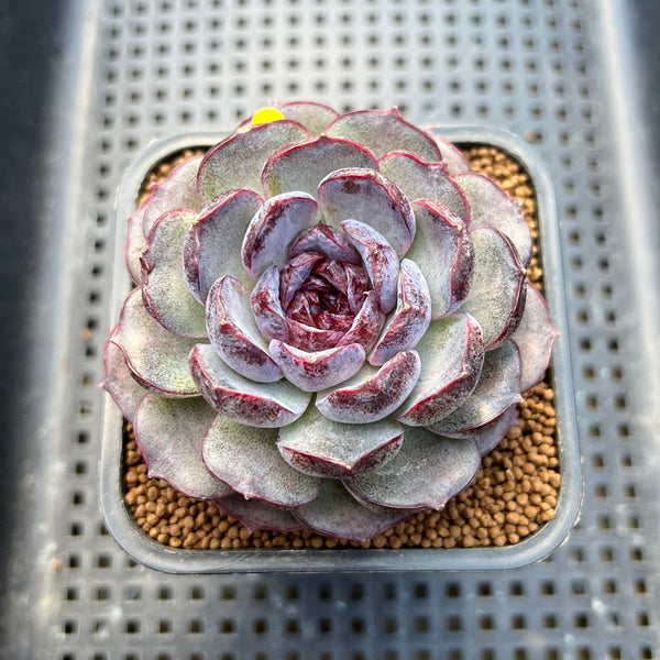 Echeveria 'Purple Oranda' 3"-4" Succulent Plant Cutting