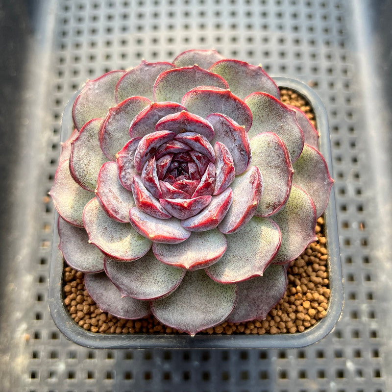 Echeveria 'Purple Oranda' 3"-4" Succulent Plant Cutting