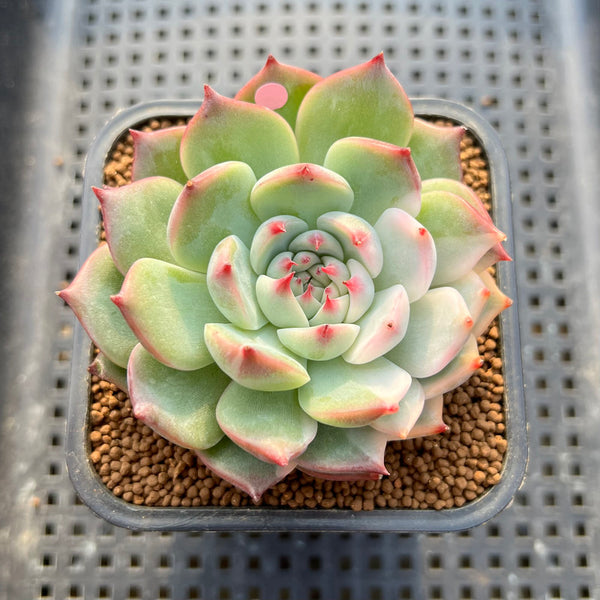 Echeveria Chihuahuaensis Lightly Variegated 2" Succulent Plant Cutting