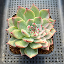 Echeveria Chihuahuaensis Lightly Variegated 2" Succulent Plant Cutting