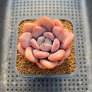 Graptoveria sp. 2" Succulent Plant Cutting