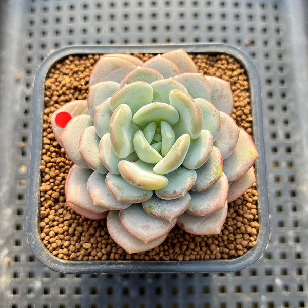 Echeveria 'Ice Cream' 2" Succulent Plant Cutting