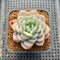 Echeveria 'Ice Cream' 2" Succulent Plant Cutting