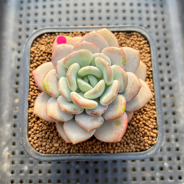 Echeveria 'Ice Cream' 2" Succulent Plant Cutting