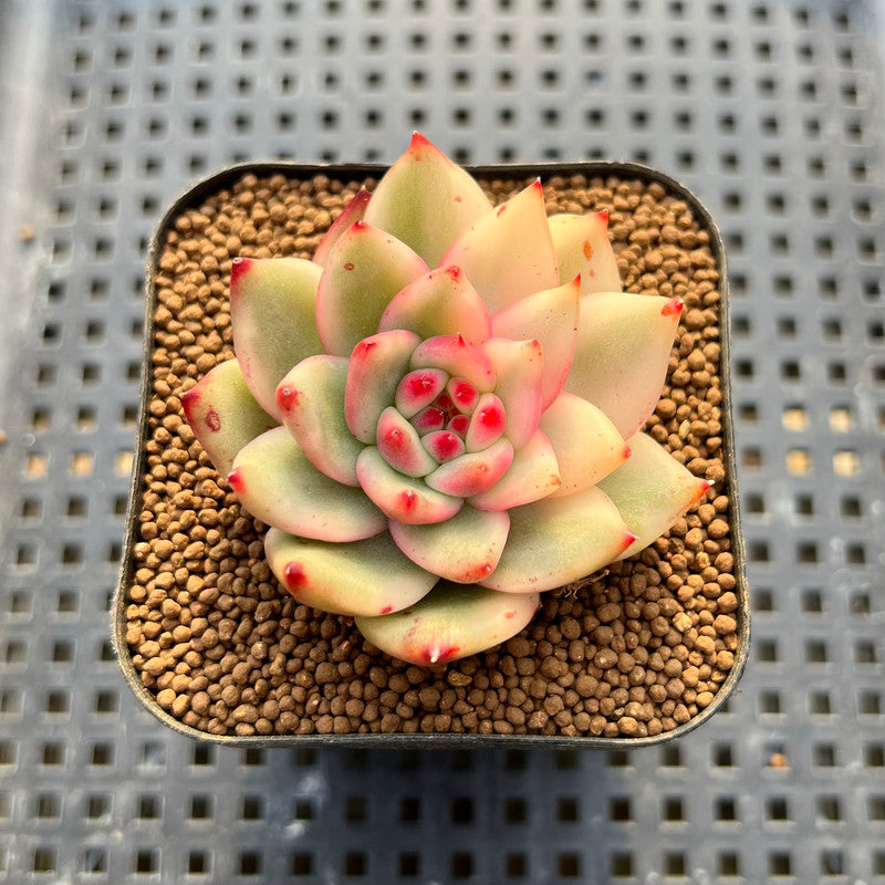 Echeveria Agavoides 'Morgain' Variegated 2" Succulent Plant Cutting