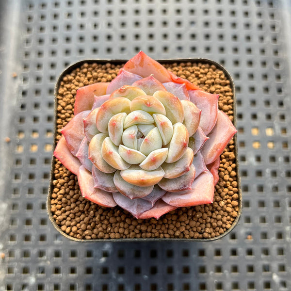 Echeveria 'Pink Barbie' Jelly Type (핑크바비) 2" Succulent Plant Cutting